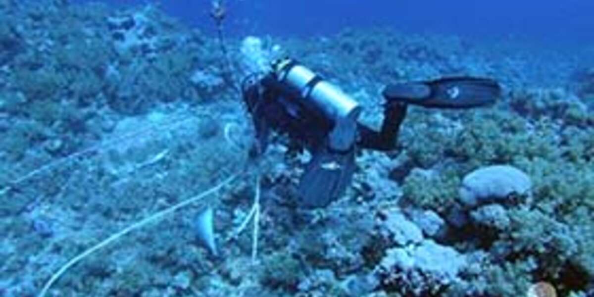 Amazing Operation in the Red Sea - The Dodo