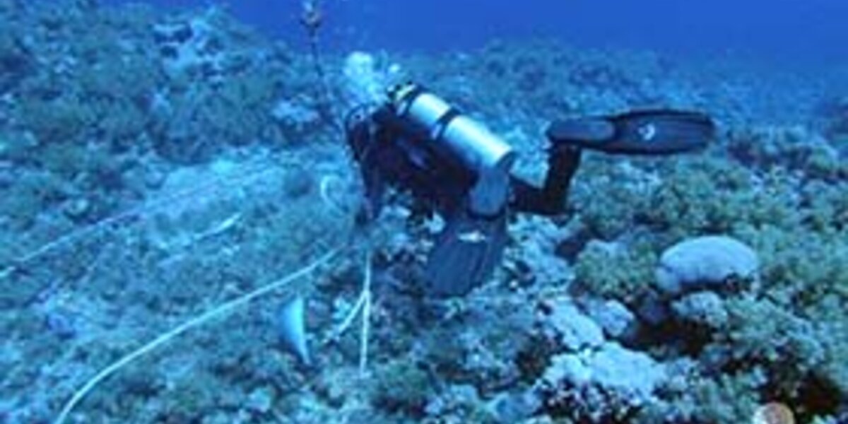 Amazing Operation in the Red Sea - The Dodo