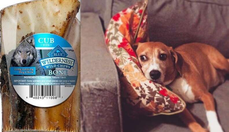 Popular Dog Chew Recalled For Salmonella Contamination The Dodo
