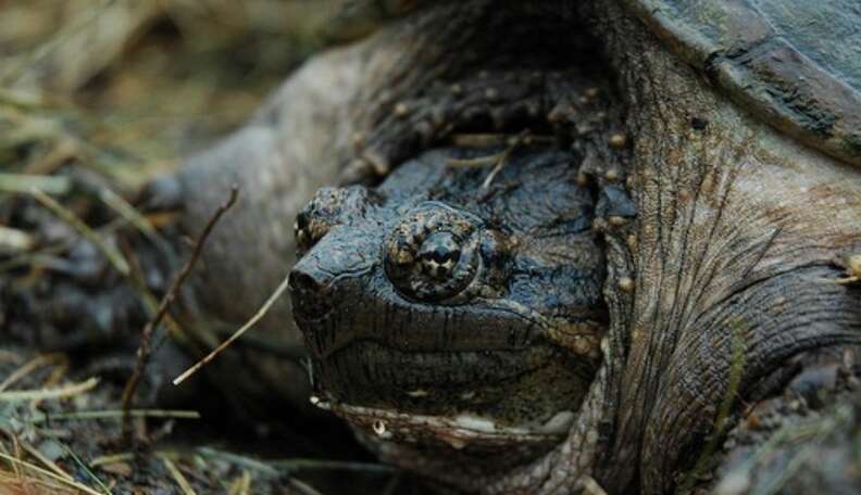 Mama Snapping Turtle, Found In A Mall Trashcan, Survives Trauma To Lay ...