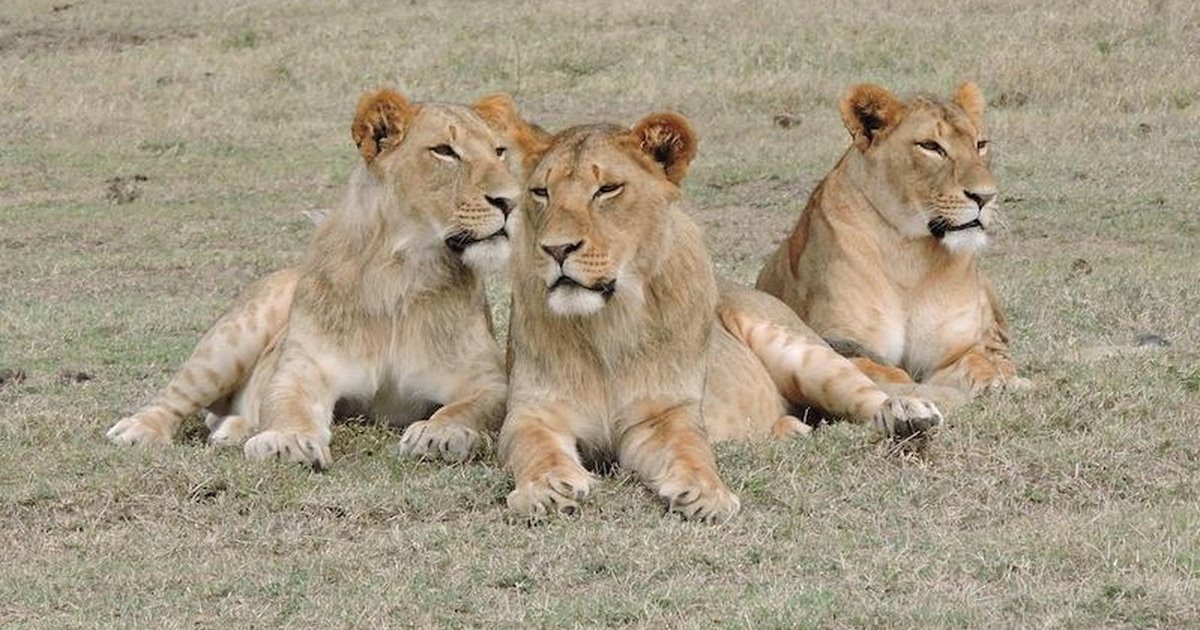 Loyal Lion Siblings Won't Let Anyone Mess With Wounded Little Brother ...