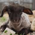 Four Day Old Baby Lamb