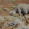 Rhinos, Viagra and Eco-Tourism