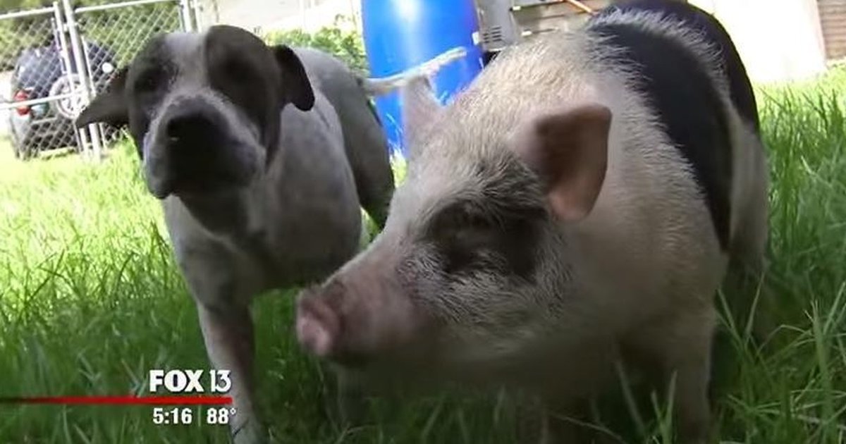 This Dog And Pig Were Missing, But They Never Lost Each Other - The Dodo