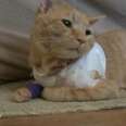 Hero Cat Takes A Bullet For 3-Year-Old Boy