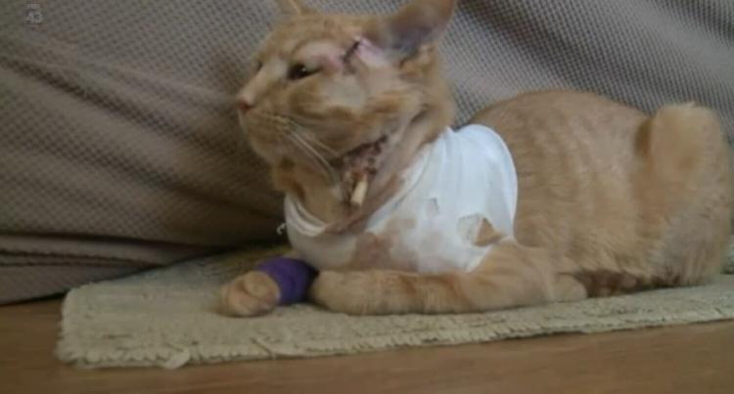 Hero Cat Takes A Bullet For 3-Year-Old Boy - The Dodo
