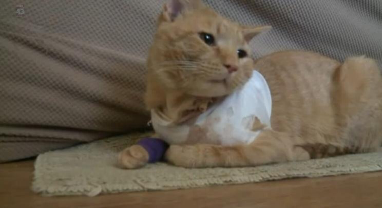 Hero Cat Takes A Bullet For 3-Year-Old Boy - The Dodo