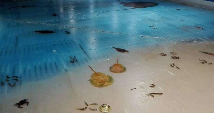 Ice Rink Animals 'Terrible' Skating Rink Freezes Thousands Of Animals Under Ice - The Dodo