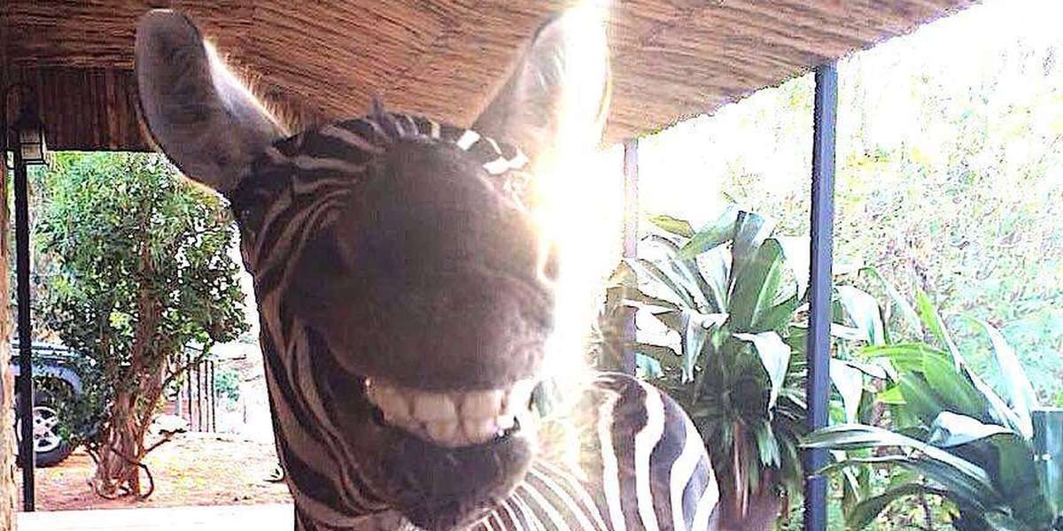 Zebra Orphaned After Bushmeat Poaching Finds New Friends The Dodo