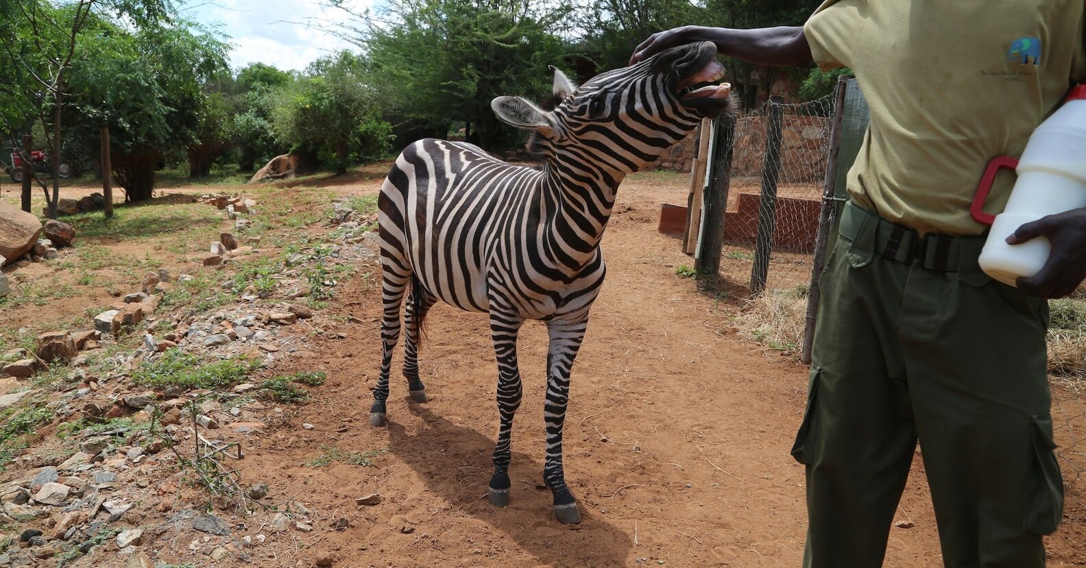Zebra Orphaned After Bushmeat Poaching Finds New Friends The Dodo