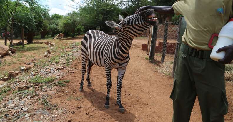 King Basil loves the pet Zebra