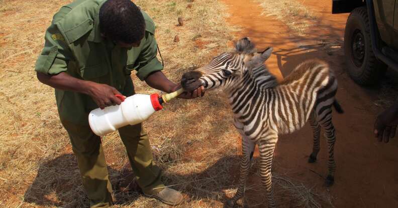Orphaned zebra as a baby getting bottlefed