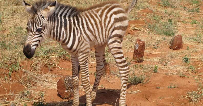Zebra was just a baby when her mom was poached
