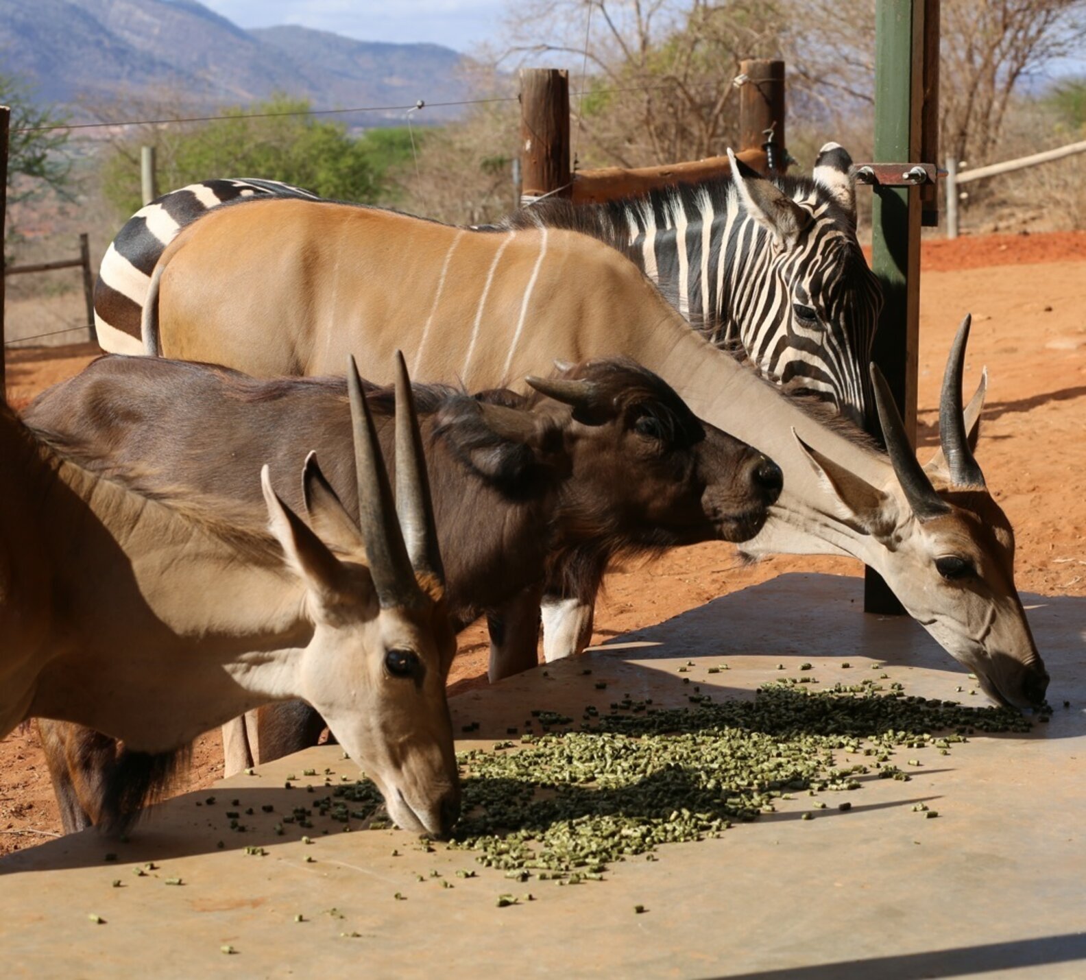 Zebra Orphaned After Bushmeat Poaching Finds New Friends The Dodo