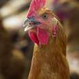 Calling Fowl on Chicken Abuse, both Illegal and Legal