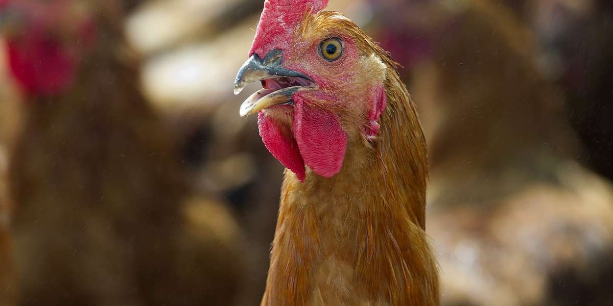 Calling Fowl on Chicken Abuse, both Illegal and Legal The Dodo