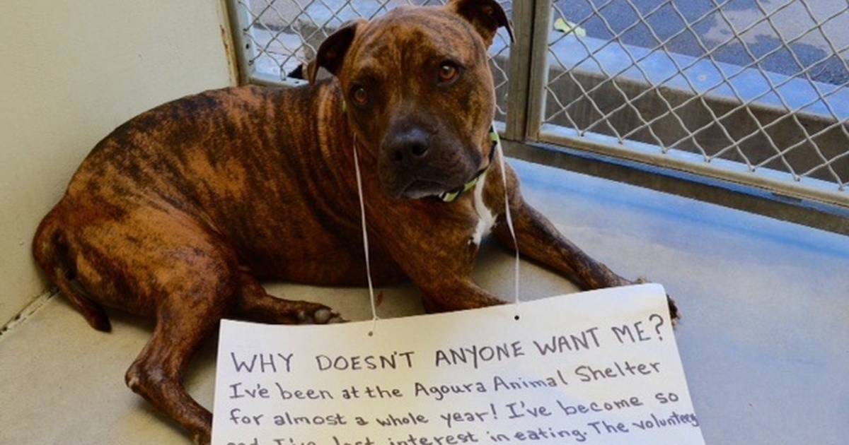 Brokenhearted Shelter Dog Stops Eating Because No One Wants Him - The Dodo