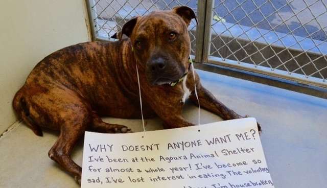 Brokenhearted Shelter Dog Stops Eating Because No One Wants Him ...