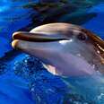 Dolphins Suffering Under Desert Sun Without Any Relief