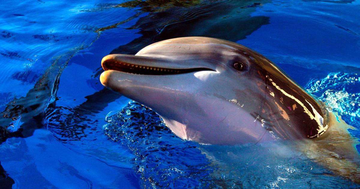 Free the Mojave Dolphins from the Mirage Las Vegas