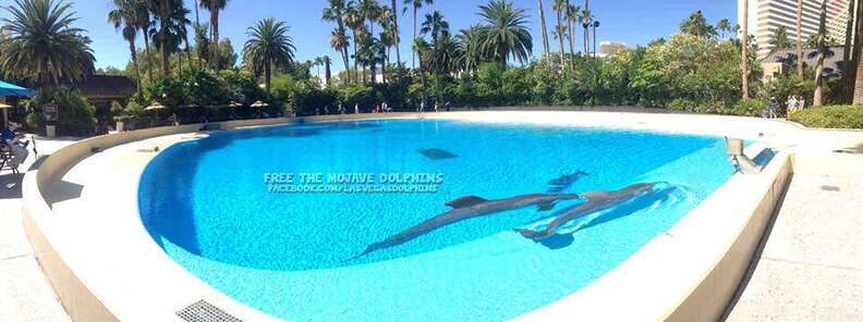 Free the Mojave Dolphins from the Mirage Las Vegas