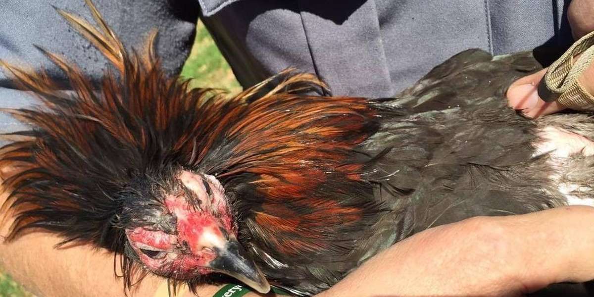 Roosters Saved From Cockfighting Now Nap In Their Rescuers' Arms