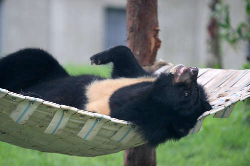 10 Photos Of Bears In Hammocks Prove They Should Never Be Caged The Dodo