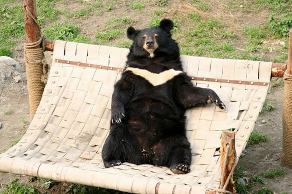 10 Photos Of Bears In Hammocks Prove They Should Never Be Caged The Dodo