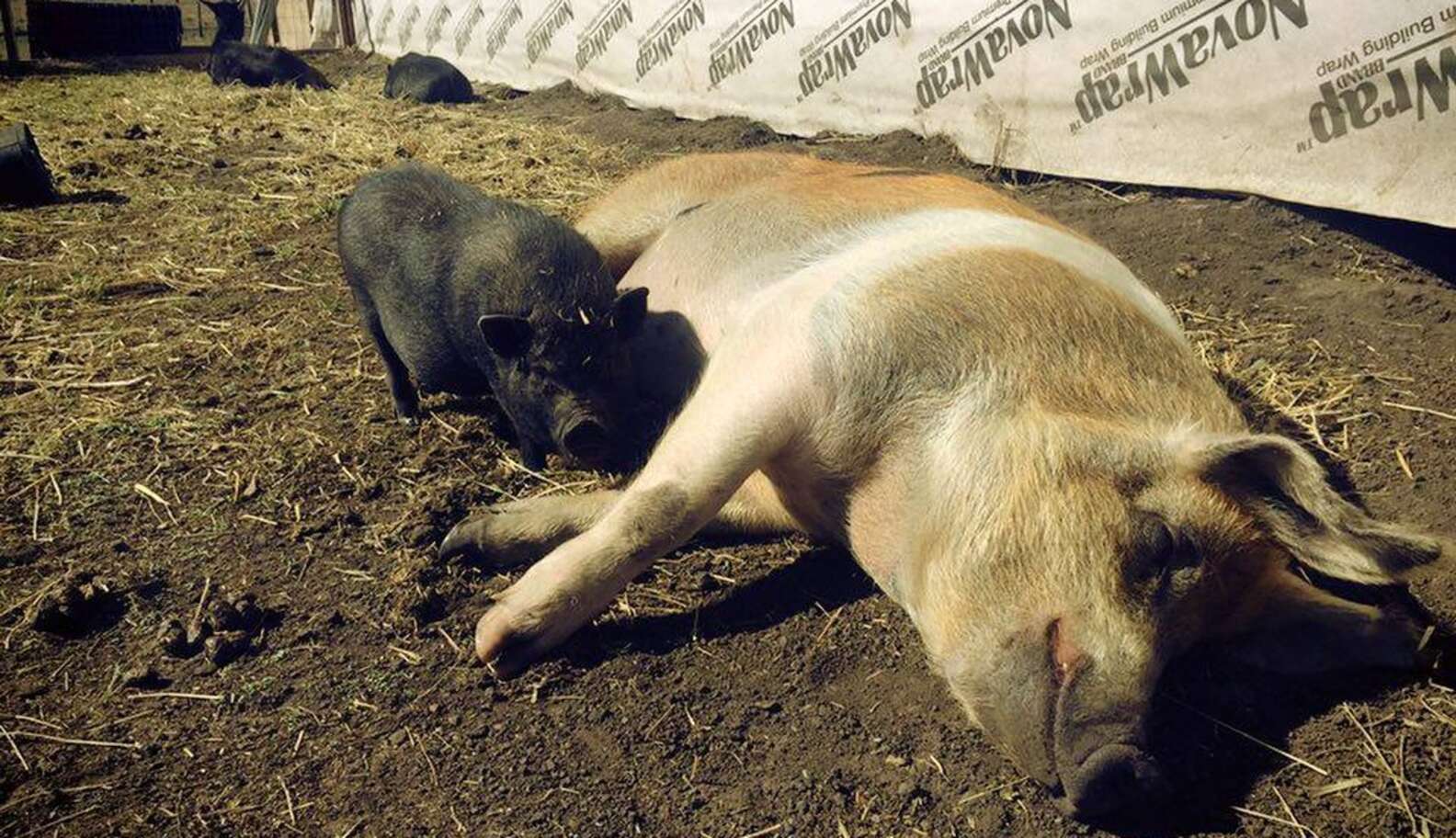 Pig Stopped Eating And Lost 100 Pounds After His Best Friend Died - The ...