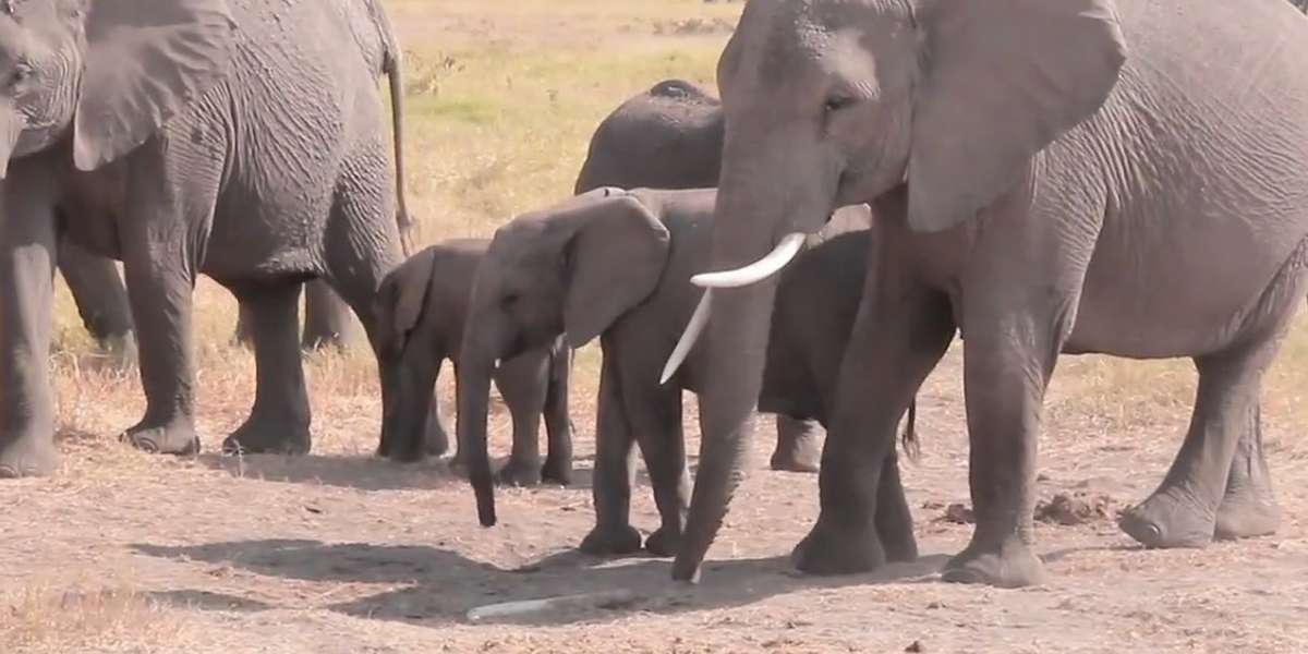 Elephants Mourn Fallen Family Members In Revealing Moment Of Grief