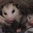 People Help Mom Opossum And Her Babies Make It Back Home