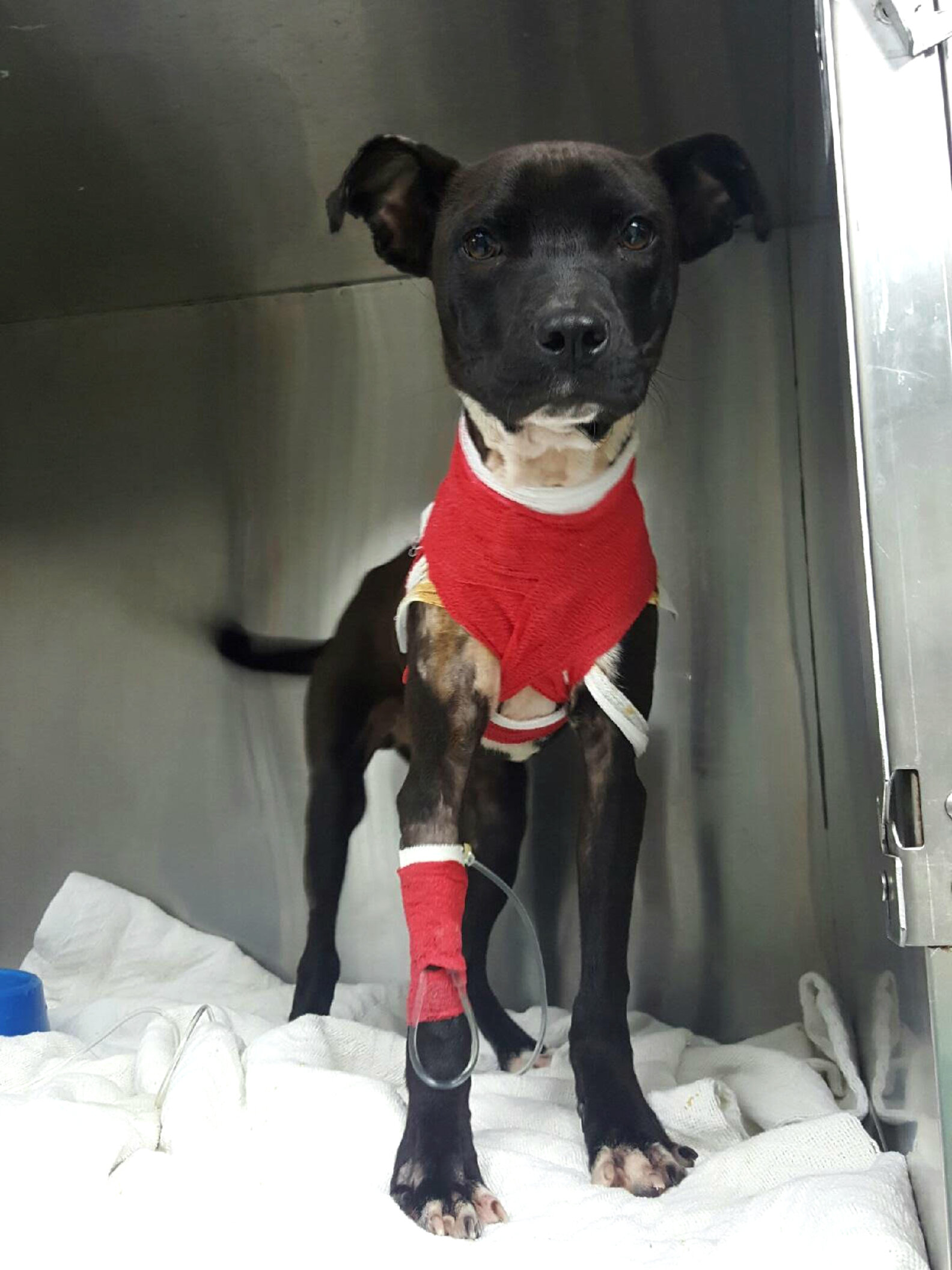 Brave Puppy Survives Worst Neck Injury Imaginable The Dodo
