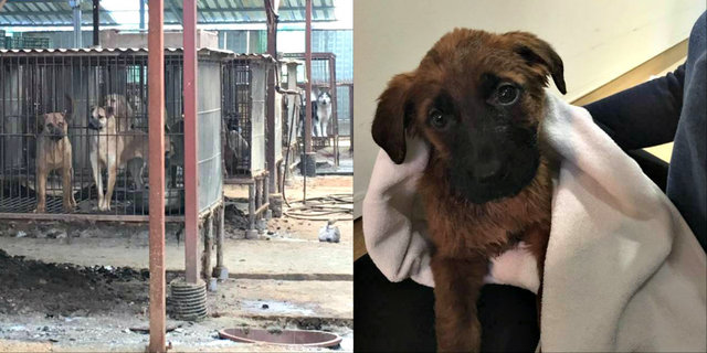 Puppy Saved From Dog Meat Farm Flies Around The World To New Home - The ...