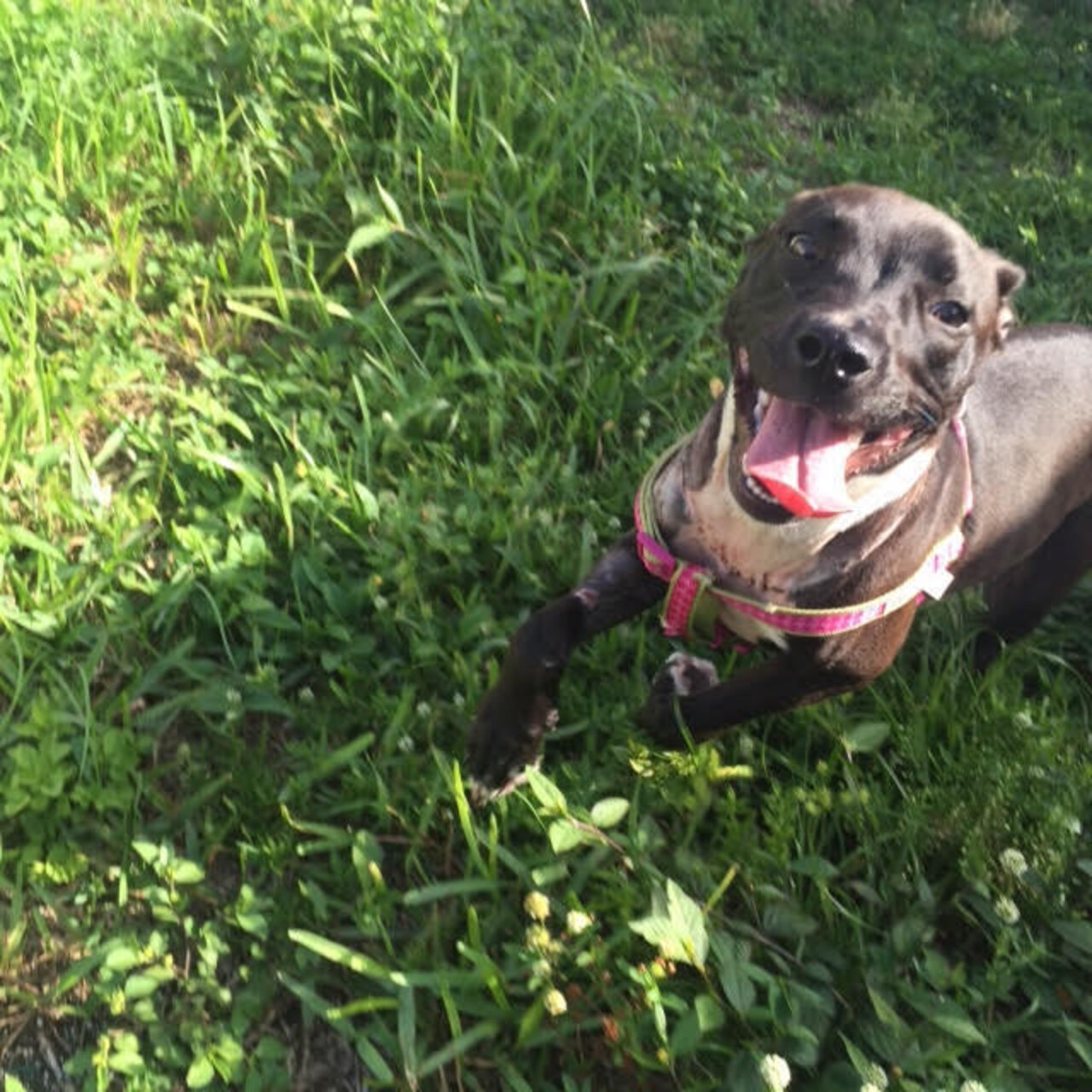 Brave Puppy Survives Worst Neck Injury Imaginable The Dodo