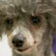 Pigeon-Haired Poodle (#MuttBreeds)