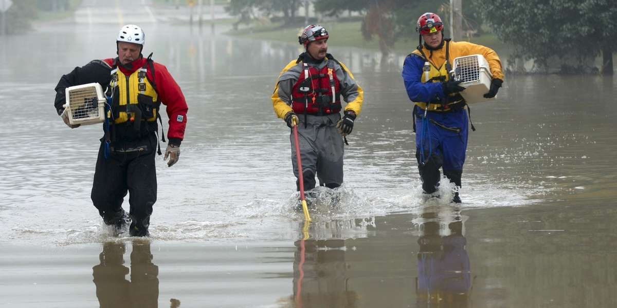 Here's How We Keep Our Pets Safe During A Hurricane - The Dodo