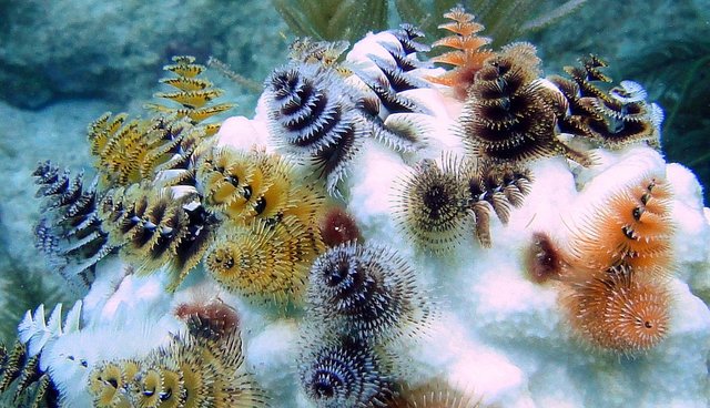 Marine Species: Christmas Tree Worm • Scuba Diver Life