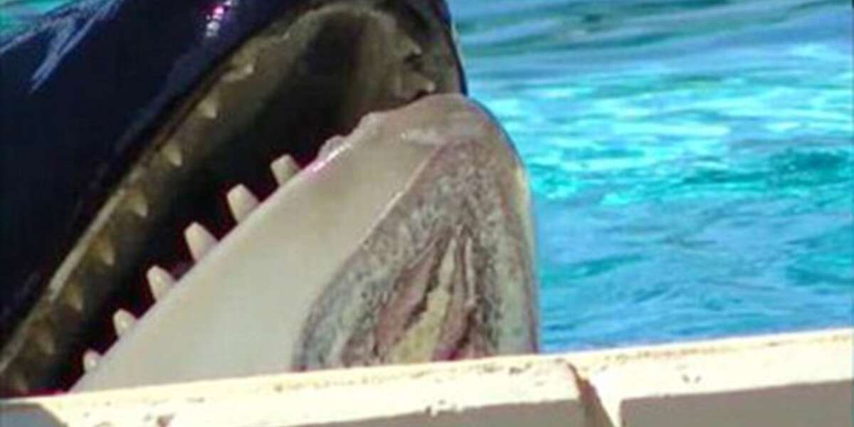Stop the Government of Dubai from allowing SeaWorld to open a park in