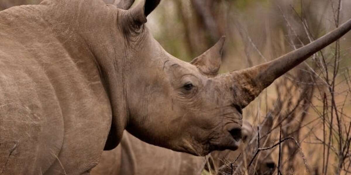 What Poachers And Rangers Have In Common The Dodo