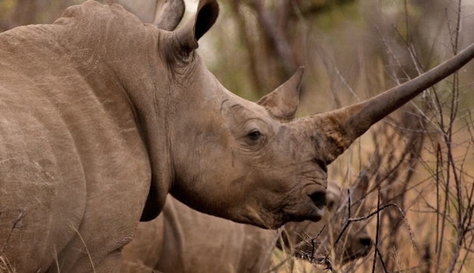 What Poachers And Rangers Have In Common The Dodo