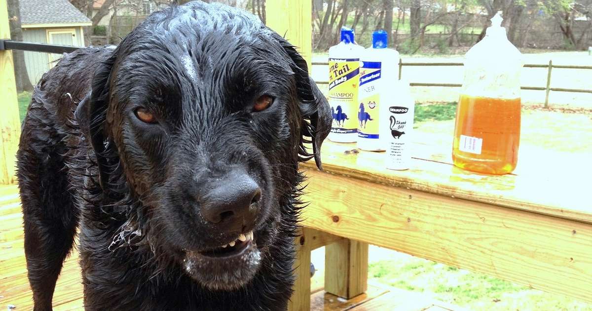 skunk spray dog wash