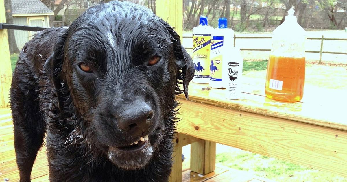 What to do if your store dog gets sprayed by a skunk