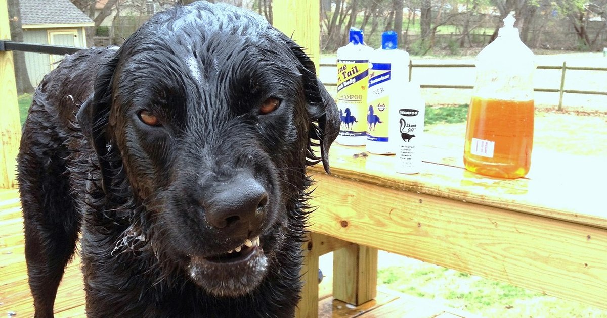 How To Stop The Stink If Your Dog Gets Sprayed By A Skunk The Dodo