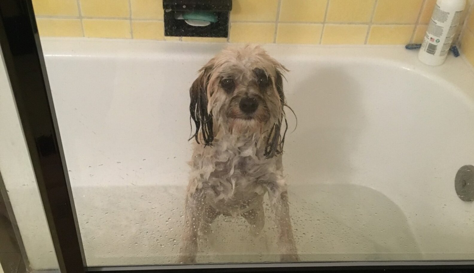 How To Stop The Stink If Your Dog Gets Sprayed By A Skunk The Dodo