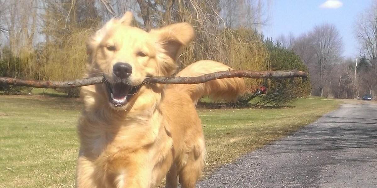 9 Dogs Who Know Fetch Is Not A Game. It's An Art. - The Dodo