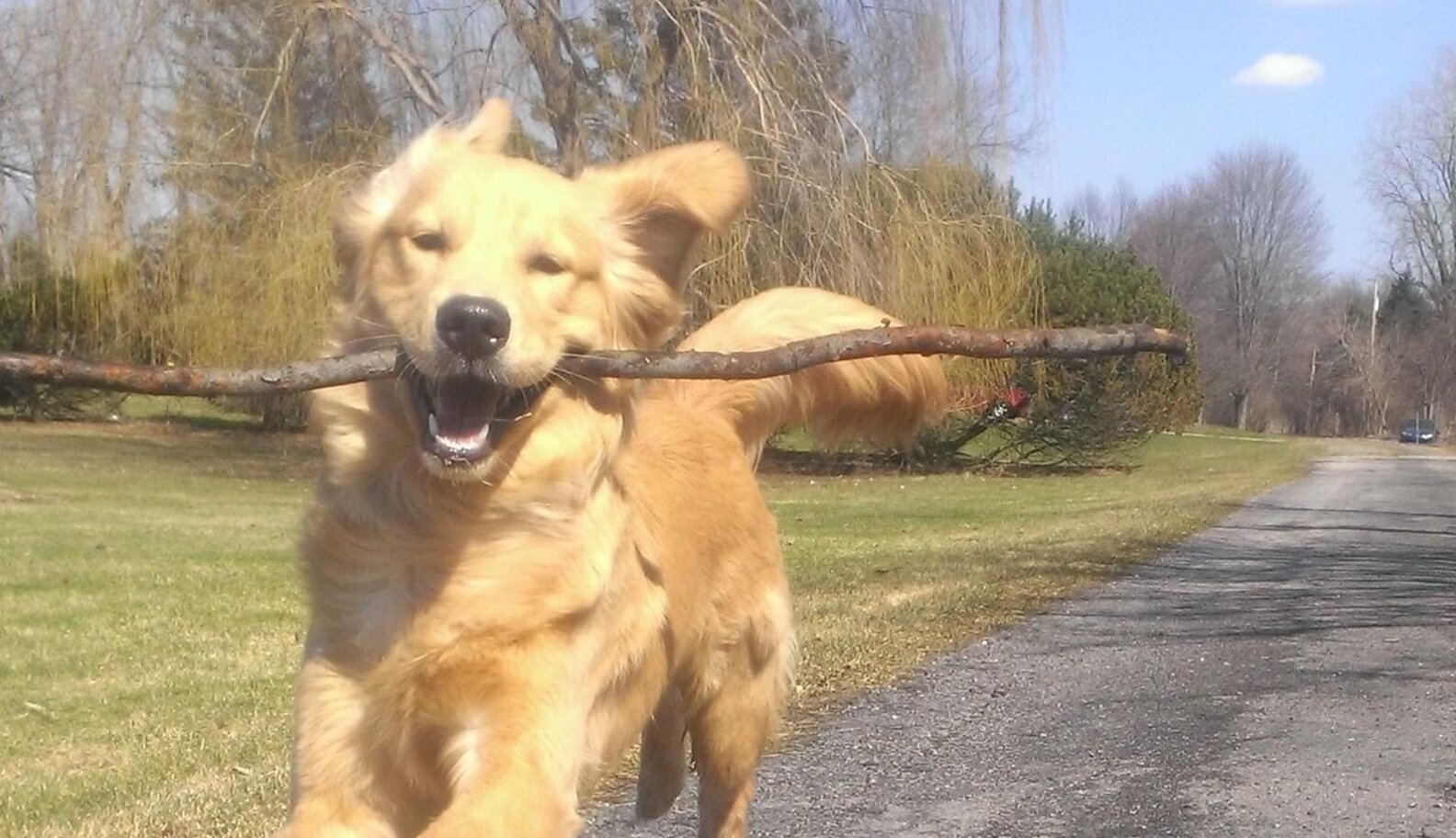 9 Dogs Who Know Fetch Is Not A Game. It's An Art. The Dodo