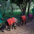 Austinite Pamela Leal Raises Funds and Awareness for Elephant Orphans