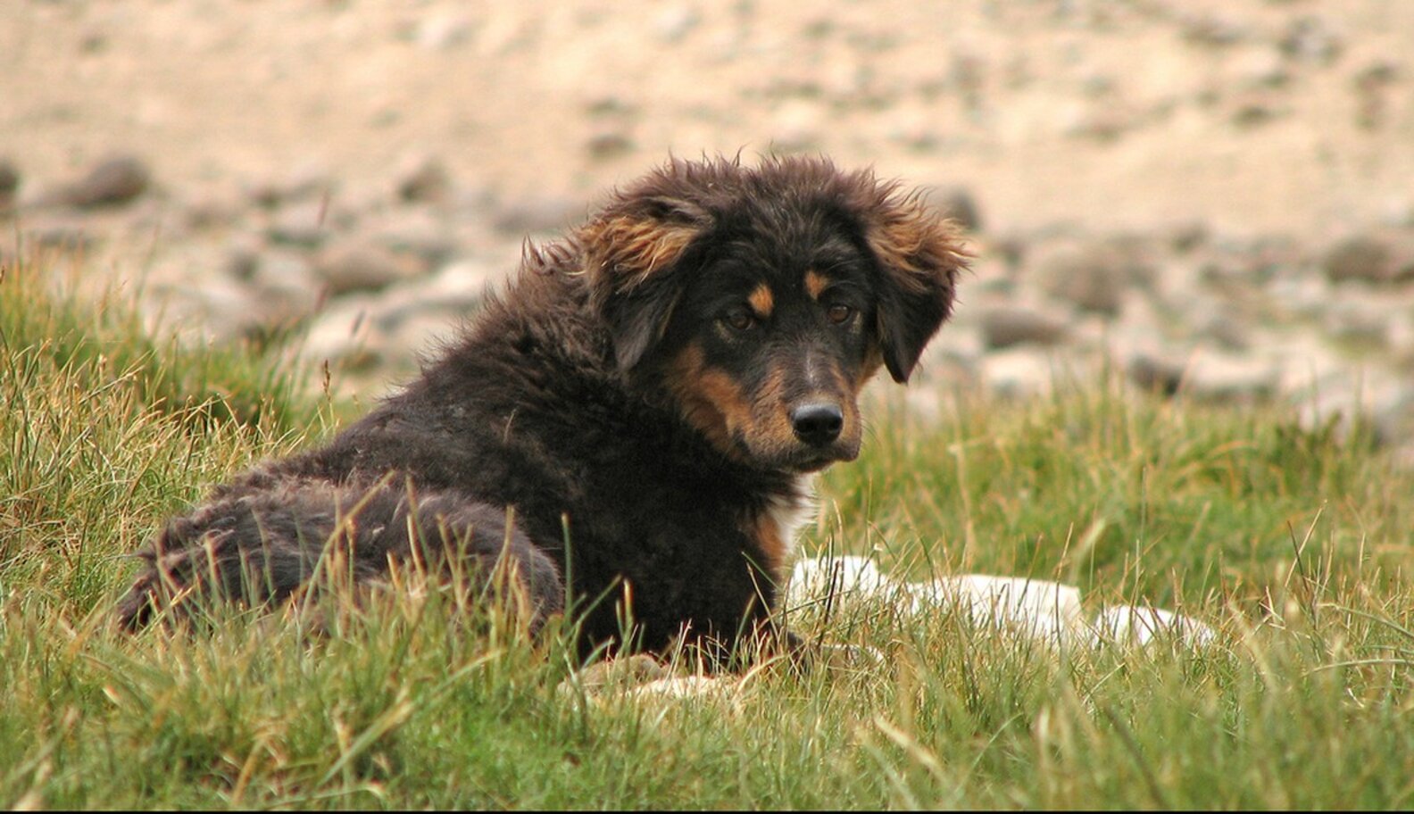 Dog-Hating Iranian Government Decides To Help Strays - The Dodo