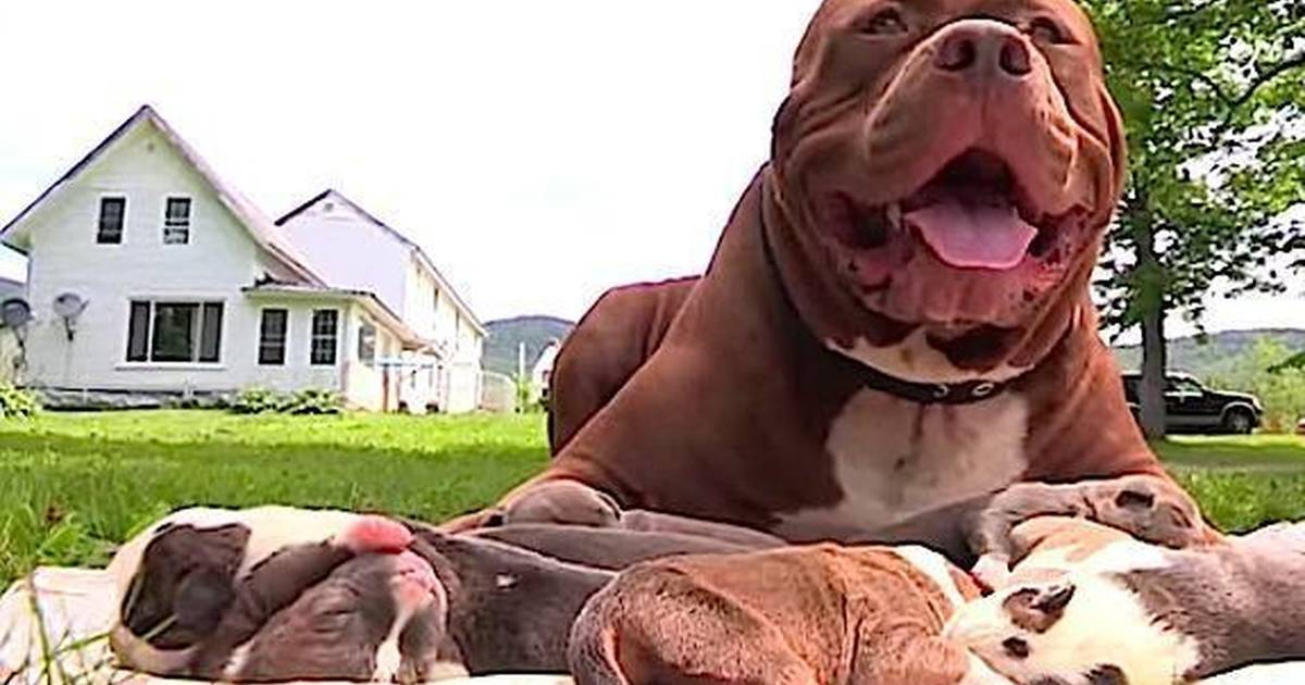 Giant Pit Bull Has Puppies And It S All Kinds Of Wrong The Dodo