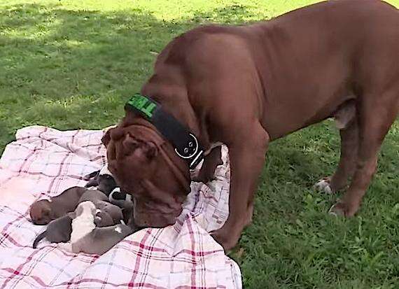 Giant Pit Bull Has Puppies And It S All Kinds Of Wrong The Dodo